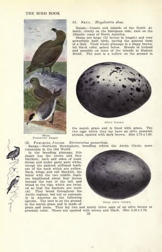 THE BIRD BOOK
35. SKUA. Megalestris skua.
Range. Coasts and islands of the North At-
lantic, chiefly on the European side; rare on the
Atlantic coast of North America.
Skuas are large (22 inches in length) and very
powerfully built birds, having the general form
of a Gull. Their whole plumage is a dingy brown-
ish black color, palest below. Breeds in Iceland
and possibly on some of the islands in Hudson
Strait. The nest is a hollow on the ground in
Skua
Pomarine Jaeger
Olive brown
the marsh grass and is lined with grass. The
two eggs which they lay have an olive greenish
ground, spotted with dark brown. Size 2.75 x 1.90.
36. POMARINE JAEGER. Stercorarius pomarinus.
Range. Northern Hemisphere, breeding within the Arctic Circle, more
commonly in the Old World.
In the breeding plumage, this
Jaeger has the crown and face
blackish; back and sides of head,
throat and under parts pure white,
except the pointed stiffened feath-
ers of the neck which are yellow.
Back, wings and tail blackish, the
latter with the two middle feath-
ers lengthened about four inches
beyond the rest of the tail, and
broad to the tips, which are twist-
ed so that the feathers are verti-
cal. They breed throughout the
Arctic regions, but not as common-
ly in America as the following
species. The nest is on the ground D olive brown
in the marsh grass and is made of
grass and moss. They lay two and rarely three eggs of an olive brown or
greenish color. These are spotted with brown and black. Size 2.20x1.70.
36
 