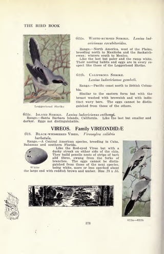 THE BIRD BOOK
6'22a. WHITE-RUMPED SHRIKE.
ovicianus excubitorides.
Lanius iud-
Loggerhead Shrik
Range. North America, west of the Plains,
breeding north to Manitoba and the Saskatch-
ewan; winters south to Mexico.
Like the last but paler and the rump white.
Their nesting habits and eggs are in every re-
spect like those of the Loggerhead Shrike.
()22b. CALIFORNIA SHRIKE.
Lanius ludovicianus gambeli.
Range. Pacific coast north to British Colum-
bia.
Similar to the eastern form but with the
breast washed with brownish and with indis-
tinct wavy bars. The eggs cannot be distin-
guished from those of the others.
622c. ISLAND SHRIKE. Lanius ludovicianus anthonyi.
Range. Santa Barbara Islands, California. Like the last but smaller and
darker. Eggs not distinguishable.
VIREOS. Family VIREONDID/E
623. BLACK-WHISKERED VIREO. Vireosylva calidris
barbatula.
Range. A Central American species, breeding in Cuba, I
Bahamas and southern Florida.
Like the Red-eyed Vireo but with a J , -r'fr
<*<BM
;5V BHk dusky streak on either side of the chin. ff/
They build pensile nests of strips of bark
afrd fibres, swung from the forks of
branches. The eggs cannot be distin-
guished from those of the next species,
White being white, more or less specked about
the large end with reddish brown and umber. Size .78 x .55. A
622a 622b
378
 