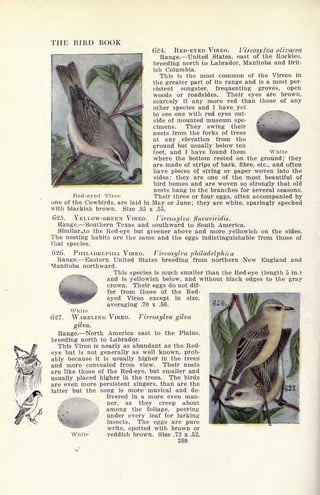 THE BIRD BOOK
624. RED-EYED VIREO. Vireosylva olivacea
Range. United States, east of the Rockies,
breeding north to Labrador, Manitoba and Brit-
ish Columbia.
This is the most common of the Vireos in
the greater part of its range and is a most per-
pistent songster, frequenting groves, open
woods or roadsides. Their eyes are brown,
scarcely if any more red than those of any
other species and I have yet
to see one with red eyes out- 
side of mounted museum spe-
cimens. They swing their
nests from the forks of trees
at any . elevation from the
ground but usually below ten
feet, and I have found them White
where the bottom rested on the ground; they
are made of strips of bark, fibre, etc., and often
have pieces of string or paper woven into the
sides; they are one of the most beautiful of
bird homes and are woven so strongly that old
nests hang to the branches for several seasons.
Red-eyed Vireo Their three or four eggs, often accompanied by
one of the Cowbirds, are laid in May or June; they are white, sparingly specked
with blackish brown. Size .85 x .55.
625. YELLOW-GREEN VIREO. Vireosylva flavoviridis.
Range. Southern Texas and southward to South America.
Similar, to the Red-eye but greener above and more yellowish on the sides.
The nesting habits are the same and the eggs indistinguishable from those of
that species.
626. PHILADELPHIA VIREO. Vireosylva philadelphica
Range. Eastern United States breeding from northern New England and
Manitoba northward.
This species is much smaller than the Red-eye (length 5 in.)
and is yellowish below, and without black edges to the gray
; crown. Their eggs do not dif-
'^^^^^ fer from those of the Red-
eyed Vireo except in size,
averaging .70 x .50.
White
627- WARBLING VIREO. Vireosylva gilva
gilva.
Range. North America east to the Plains,
breeding north to Labrador.
This Vireo is nearly as abundant as the Red-
eye but is not generally as well known, prob-
ably because it is usually higher in the trees
and more concealed from view. Their nests
are like those of the Red-eye, but smaller and
usually placed higher in the trees. The birds
are even more persistent singers, than are the
latter but the song is more musical and de-
livered in a more even man-
ner, as they creep about
among the foliage, peering
t -
*
under every leaf for lurking
insects. The eggs are pure
write, spotted with brown or
White reddish brown. Size .72 x .52.
380
 