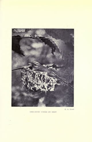 RED- EYED VIREO ON NEST
C. A. Reed
 