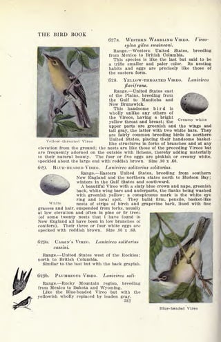 THE BIRD BOOK
627a. WESTERN WARBLING VIREO. Vireo-
sylva gilva srvainsoni.
Range. Western United States, breeding
from Mexico to British Columbia.
This species is like the last but said to be
a trifle smaller and paler color. Its nesting
habits and eggs are precisely like those of
the eastern form.
628. Lanivireo
Creamy white
Yellow- throated Vireo
YELLOW-THROATED VIREO.
fiavifrons.
Range. United States east
of the Plains, breeding from
the Gulf to Manitoba and
New Brunswick.
This handsome bird is
wholly unlike any others of
the Vireos, having a bright
yellow throat and breast; the
upper parts are greenish and the wings and
tail gray, the latter with two white bars. They
are fairly common breeding birds in northern
United States, placing their handsome basket-
like structures in forks of branches and at any
elevation from the ground; the nests are like those of the preceding Vireos but
are frequently adorned on the outside with lichens, thereby adding materially
to their natural beauty. The four or five eggs are pinkish or creamy white,
speckled about the large end with reddish brown. Size .80 x .60.
629. BLUE-HEADED VIREO. Lanivireo solitarius solitarius.
Range. Eastern United States, breeding from southern
New England and the northern states north to Hudson Bay;
winters in the Gulf States and southward.
A beautiful Vireo with a slaty blue crown and nape, greenish
back, white wing bars and underparts, the flanks being washed
with greenish yellow; a conspicuous mark is the white eye
ring and loral spot. They build firm, pensile, basket-like
White nests of strips of birch and grapevine bark, lined with fine
grasses and hair, suspended from forks, usually
at low elevation and often in pine or fir treeo
(of some twenty nests that I have found in
New England all have been in low branches of
conifers). Their three or four white eggs are
specked with reddish brown. Size .80 x .60.
()29a- CASSIN'S VIREO.
cassini.
Lanivireo solitarius
Range. United States west of the Rockies;
north to British Columbia.
Similar to the last but with the back grayish.
62Qb. PLUMBEOUS VIREO. Lanivireo soli-
Range. Rocky Mountain region, breeding
from Mexico to Dakota and Wyoming.
Like the Blue-headed Vireo but with the
yellowish wholly replaced by leaden gray.
282
Blue-headed Vireo
 