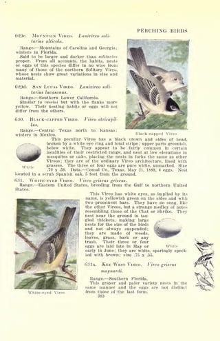629c. MOUNTAIN VIREO. Lanivireo soli-
tarius alticola.
Range. Mountains of Carolina and Georgia;
winters in Florida.
Said to be larger and darker than solitariuv
proper. From all accounts, the habits, nests
or eggs of this species differ in no wise from
many of those of the northern Solitary Vireo,
whose nests show great variations in size and
material.
62Qd. SAN LUCAS VIREO. Lanivireo soli-
tarius lucasanus.
Range. Southern Lower California.
Similar to cassini but with the flanks more
yellow. Their nesting habits or eggs will not
differ from the others.
PERCHING BIRDS
630. BLACK-CAPPED VIREO.
lus.
Vireo atricapil-
to Kansas ;Range. Central Texas north
winters in Mexico. Black-capped Vireo
This peculiar Vireo has a black crown and sides of head,
broken by a white eye ring and loral stripe; upper parts greenish,
below white. They appear to be fairly common in certain
localities of their restricted range, and nest at low elevations in
mesquites or oaks, placing the nests in forks the same as other
Vireos; they are of the ordinary Vireo architecture, lined with
grasses. The three or four eggs are pure white, unmarked. Size
.70 x .50. Data. Comal Co., Texas, May 21, 1888, 4 eggs. Nest
located in a scrub Spanish oak, 5 feet from the ground.
fi.Sl. WHITE-EYED VIREO. Vireo griseus griseus.
Range. Eastern United States, breeding from the Gulf to northern United
States.
This Vireo has white eyes, as implied by its
name, is yellowish green on the sides and with
two prominent bars. They have no song, like
the other Vireos, but a strange medley of notes
resembling those of the Chat or Shrike. They
nest near the ground in tan-
gled thickets, making large ^nests for the size of the birds
and not always suspended;
they are made of weeds,
leaves, grass, bark or any
trash. Their three or four
eggs are laid late in May or White
early in June; they are white, sparingly speck-
led with brown; size .75 x .55.
63 la. KEY WEST VIREO. Vireo griseus
maynardi.
Range. Southern Florida.
This grayer and paler variety nests in the
same manner and the eggs are not distinct
White-eyed Vireo from those of the last form.
383
 