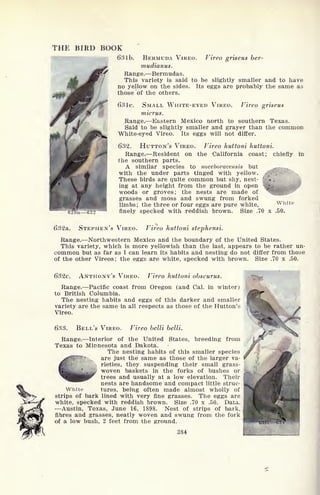 THE BIRD BOOK
63 lb. BERMUDA VIREO. Vireo griseus ber-
mudianus.
Range. Bermudas.
This variety is said to be slightly smaller and to have
no yellow on the sides. Its eggs are probably the same as
those of the others.
63 Ic. SMALL WHITE-EYED VIREO. Vireo griseus
micrus.
Range. Eastern Mexico north to southern Texas.
Said to be slightly smaller and grayer than the common
White-eyed Vireo. Its eggs will not differ.
632. HUTTON'S VIREO. Vireo huttoni huttoni.
Range. Resident on the California coast; chiefly in
the southern parts.
A similar species to noveboracensis but r
with the under parts tinged with yellow.
These birds are quite common but shy, nest-
ing at any height from the ground in open
woods or groves; the nests are made of
grasses and moss and swung from forked
limbs ; the three or four eggs are pure white,
White
finely specked with reddish brown. Size .70 x .50.
632a. STEPHEN'S VIREO. Vireo huttoni stephensi.
Range. Northwestern Mexico and the boundary of the United States.
This variety, which is more yellowish than the last, appears to be rather un-
common but as far as I can learn its habits and nesting do not differ from those
of the other Vireos; the eggs are white, specked with brown. Size .70 x .50.
632c. ANTHONY'S VIREO. Vireo huttoni obscurus.
Range. Pacific coast from Oregon (and Cal. in winter)
to British Columbia.
The nesting habits and eggs of this darker and smaller
variety are the same in all respects as those of the Hutton's
Vireo.
633. BELL'S VIREO. Vireo belli belli.
States, breeding fromRange. Interior of the United
Texas to Minnesota and Dakota.
The nesting habits of this smaller species
are just the same as those of the larger va-
rieties, they suspending their small grass-
woven baskets in the forks of bushes or
trees and usually at a low elevation. Their
nests are handsome and compact little struc-
tures, being often made almost wholly of
strips of bark lined with very fine grasses. The eggs are
white, specked with reddish brown. Size .70 x .50. Data.
Austin, Texas, June 16, 1898. Nest of strips of bark,
fibres and grasses, neatly woven and swung from the fork
of a low bush, 2 feet from the ground.
384
White
 