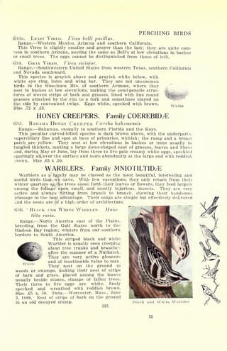 PERCHING BIRDS
633a. LEAST VIREO. Vireo belli pusillus.
Range. Western Mexico, Arizona and southern California.
This Vireo is slightly smaller and grayer than the last; they are quite com-
mon in southern Arizona, nesting the same as Bell's at low elevations in bushes
or small trees. The eggs cannot be distinguished from those of IcUi.
634. GRAY VIREO. Vireo vicinior.
Range. Southwestern United States from western Texas, southern California
and Nevada southward.
This species is grayish above and grayish white below, with
white eye ring, lores and wing bar. They are not uncommon
birds in the Huachuca Mts. of southern Arizona, where they
nest in bushes at low elevations, making the semi-pensile struc- X
tures of woven strips of bark and grasses, lined with fine round ]
...
grasses attached by the rim to a fork and sometimes stayed on
the side by convenient twigs. Eggs white, specked with brown.
Size .72 x .53.
White
HONEY CREEPERS. Family COEREBIDvE
f)35. BAHAMA HONEY CREEPER Ccereba bahamensis
Range. Bahamas, casually to southern Florida and the Keys.
This peculiar curved-billed species is dark brown above, with the underparts,
superciliary line and spot at base of primaries, whitish; the rump and a breast
patch .are yellow. They nest at low elevations in bushes or trees usually in
tangled thickets, making a large dome-shaped nest of grasses, leaves and fibres
and, during May or June, lay from three to five pale creamy white eggs, speckled
sparingly all,, over the surface and more abundantly at the large end with reddish
;>rown. Size .65 x .50.
WARBLERS. Family MNIOTILTID^E
Warblers, as si %niily may be classed as the most beautiful, interesting and
useful birds that- we nave. With few exceptions, they only return from their
winter quarters a^tlje trees shoot forth their leaves or flowers, they feed largely
among the foliage upon small, and mostly injurious, insects. They are very
active and always flitting from branch to branch, showing their handsome
plumage to the beat advantage. Their songs are simple but effectively delivered
and the nests are 6f a high order of architecture.
*- <
-T^rammm
()3().
*'
BLACK AND WHITE WARBLER. Mnio-
tilta varia.
Range. North America east of the Plains,
breeding, from the Gulf States north to the
Hudson Bay region; winters from our southern
borders to South America.
This striped black and white
Warbler is usually seen creeping
about tree trunks and branches
after the manner of a Nuthatch.
They are very active gleaners
and of inestimable value to man.
They, nest on the ground in
woods or swamps, making their nest of strips
of bark and grass, placed among the leaves
usually beside stones,, stumps or fallen trees.
Their three to five eggs are white, finely
specked and wreathed with reddish brown.
Size .65 x. 50. Data. Worcester, Mass., June
3, 1889. Nest of strips of bark on the ground
in an old decayed stump.
385
White
Black and White Warbler
25
 