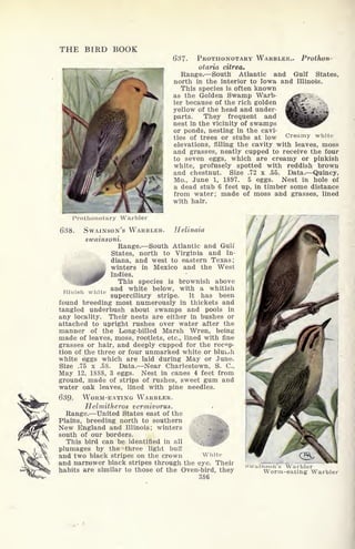 THE BIRD BOOK
637- PROTHONOTARY WARBLER.. Prothon-
otaria citrea.
Range. South Atlantic and Gulf States,
north in the interior to Iowa and Illinois.
This species is often known
as the Golden Swamp Warb-
ler because of the rich golden
yellow of the head and under-
parts. They frequent and
nest in the vicinity of swamps
or ponds, nesting in the cavi-
ties of trees or stubs at low Creamy white
elevations, filling the cavity with leaves, moss
and grasses, neatly cupped to receive the four
to seven eggs, which are creamy or pinkish
white, profusely spotted with reddish brown
and chestnut. Size .72 x .55. Data. Quincy,
Mo., June 1, 1897. 5 eggs. Nest in hole of
a dead stub 6 feet up, in timber some distance
from water; made of moss and grasses, lined
with hair.
notary Warbler
h
638. SWAINSON'S WARBLER. Helinaia
swainsoni.
Range. South Atlantic and Gull
States, north to Virginia and In-
diana, and west to eastern Texas;
winters in Mexico and the West
Indies.
This species is brownish above
t
and white below, with a whitish
superciliary stripe. It has been
found breeding most numerously in thickets and
tangled underbush about swamps and pools in
any locality. Their nests are either in bushes or
attached to upright rushes over water after the
manner of the Long-billed Marsh Wren, being
made of leaves, moss, rootlets, etc., lined with fine
grasses or hair, and deeply cupped for the recep-
tion of the three or four unmarked white or bluioh
white eggs which are laid during May or June.
Size .75 x .58. Data. Near Charlestown, S. C.,
May 12, 1888, 3 eggs. Nest in canes 4 feet from
ground, made of strips of rushes, sweet gum and
water oak leaves, lined with pine needles.
63Q, WORM-EATING WARBLER.
Helmitheros vermivorus.
Range. United States east of the
Plains, breeding north to southern
New England and Illinois; winters
south of our borders.
This bird can be identified in all
plumages by the three light buff
and two black stripes on the crown White
and narrower black stripes through the eye. Their
habits are similar to those of the Oven-bird, they
386
Warbler
Worm-eating Warbler
 