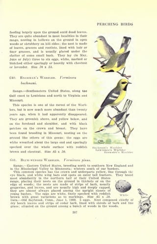 PERCHING BIRDS
feeding largely upon the ground amid dead leaves.
They are quite abundant in most localities in their
range, nesting in hollows on the ground in open
woods or shrubbery on hill sides ; the nest is made
of leaves, grasses and rootlets, lined with hair or
finer grasses, and is usually placed under the
shelter of some small bush. They lay (in May,
June or July) three to six eggs, white, marked or
blotched either sparingly or heavily with chestnut
or lavender. Size .70 x .52.
640. BACHMAN'S WARBLER.
bachmani.
Vermivora
Range. Southeastern United States, along tne
Gulf coast to Louisiana and north to Virginia and
Missouri.
This species is one of the rarest of the Warb-
lers, but is now much more abundant than twenty
years ago, when it had apparently disappeared.
They are greenish above, and yellow below, and
on the forehead and shoulder, and with black
patches on the crown and breast. They have
been found breeding in Missouri, nesting on the
ground like others of this genus; the eggs are
white wreathed about the large end and sparingly
specked over the whole surface with reddish
brown and chestnut. Size .65 x .50.
(iH. BLUE-WINGED WARBLER. Vermivora vinus.
Bachman's Warbler
Lawrence's Warbler
Rrewster's Warblei
Range. Eastern United States, breeding north to southern New England and
in the Mississippi Valley to Minnesota; winters south of our borders.
This common species has the crown and underparts yellow, line through the
eye black, and white wing bars and spots on outer tail feathers. They breed
most abundantly in the northern half of their United States
range, placing their nests on the ground in thickets or on the *
f $.
-
,
edge of woods ;
the nests are made of strips of bark, usually
grapevine, and leases, and are usually high and deeply cupped, 1
they are almost always placed among the upright shoots of
young bushes. The eggs are white, finely specked with reddish
brown with great variations as to markings. Size .65 x .50.
Data. Old Saybrook, Conn., June 1, 1900. 5 eggs. Nest composed chiefly of
dry beech leaves and strips of cedar bark, lined with shreds of bark and fine
grass; situated on the ground among a bunch of weeds in the woods.
387
 
