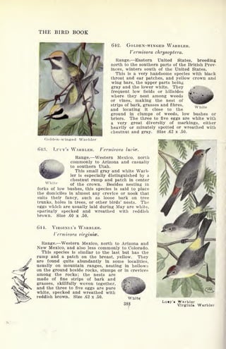 THE BIRD BOOK
642. GOLDEN-WINGED WARBLER.
Vermivora chrysoptera.
Range. Eastern United States, breeding
north to the southern parts of the British Prov-
inces, winters south of the United States.
This is a very handsome species with black
throat and ear patches, and yellow crown and
wing bars, the upper parts being
gray and the lower white. They ^tfHfe^.
frequent low fields or hillsides
where they nest among weeds
or vines, making the nest of
strips of bark, grasses and fibres,
and locating it close to the
ground in clumps of weeds, low bushes or
briers. The three to five eggs are white with
a very great diversity of markings, either
heavily or minutely spotted or wreathed with
chestnut and gray. Size .62 x .50.
White
Golden-winged Warbler
fM-3. LUCY'S WARBLER. Vermivora lucice.
Range. Western Mexico, north
commonly to Arizona and casually
to southern Utah.
This small gray and white Warb-
ler is especially distinguished by a
chestnut rump and patch in center
of the crown. Besides nesting in
forks of low bushes, this species is said to place
the domiciles in almost any crevice or nook that
suits their fancy, such as loose bark on tree
trunks, holes in trees, or other birds' nests. The
eggs which are usually laid during May are white,
sparingly specked and wreathed with reddish
brown. Size .60 x .50.
6l'k VIRGINIA'S WARBLER.
I-'ermivora Virginia.
Range. Western Mexico, north to Arizona and
New Mexico, and also less commonly to Colorado.
This species is similar to the last but has the
rump and a patch on the breast, yellow. They
are found quite abundantly in some localities,
usually on mountain ranges, nesting in hollows
on the ground beside rocks, stumps or in crevices
among the rocks; the nests are
made of fine strips of bark and ^ffiH^.
grasses, skillfully woven together,
and the three to five eggs are pure
white, specked arid wreathed with
reddish brown. Size .62 x .50.
388
L.uy's Warbler
Virginia Warbler
 