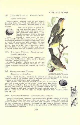 PERCHING BIRDS
615. NASHVILLE WARBLER. Vermivora rubri-
capilla rubricapilla.
Range. North America east of the Plains,
breeding from New York and Illinois north to
Hudson Bay and Labrador; winters south of our
borders.
This small species is yellow be-
low and greenish above, with an
ashy gray head and neck, enclos-
ing a chestnut crown patch. Tiiey
breed abundantly in New England,
usually on side hills covered with
White clumps of young pines, the nests
being placed flush with the surface of the ground
and usually covered with overhanging grass; they
are made of grasses and pine needles, the eggs
are white, finely specked with bright reddish
brown. Size .60 x .45. Data. Worcester, Mass.,
June 23, 1895. Nest of pine needles and grasses
in hollow in the moss on a scrubby pine hillside.
()km. CALAVERAS WARBLER. Vermivora rub-
ricapilla gutturalis.
Range. Western United States, breeding on
ranges from California and Idaho north to British
Columbia; winters in Mexico.
A slightly brighter colored form of the last
species. Their habits are the same and the eggs
cannot be distinguished from those of the eastern
bird.
ORANGE-CROWNED WARBLER.
Vermiiora celata celata.
Nashville Warbler
Orange-crowned Warbler
United
rhite
brown.
Range. North America, chiefly in the interior, breeding north of the
States except in the Rockies south to Arizona and New Mexico;
winters in the Gulf States and southward.
This plainly clad, greenish colored species has a concealed
patch of orange brown on the crown. They have been found
breeding about Hudson Bay and in the Mackenzie River district,
placing their nests in hollows on the ground, usually on the
side of banks or hills and concealed by small tufts of grass or
bushes. The three or four eggs are white, speckled with reddish
Size .64 x .45.
GiCa. LUTESCENT WARBLER. Vermivora celata lutescens.
Range. Pacific coast, breeding from California to Alaska; winters in Mexico.
Similar to the last but more yellowish below. They make their nests of
leaves, rootlets, moss, etc., lined with hair, and placed on the ground, concealed
by tufts of grass or by bushes. The eggs are like those of the last. Data.
Danville, Gal., April 21, 1898. Nest on the ground on a side hill; among weeds
in the shade of a large oak.
389
 