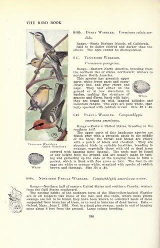 THE BIRD BOOK
646b. DUSKY WARBLER.
dida.
Vermivora celata sor-
Tennesee Warblers
Olive Warblers
Range. Santa Barbara Islands, off California.
Said to be duller colored and darker than the
others. The eggs cannot be distinguished.
647. TENNESSEE WARBLER.
Vermivora peregrina.
Range. Eastern North America, breeding from
the northern tier of states, northward; winters to
northern South America.
This species has greenish upper
parts, white lower parts and super- $ V '..-.
ciliary line, and gray crown and ^/
N
nape. They nest either on the '**".
ground or at low elevations in
bushes, making the structure of
grasses and fibres, lined with hair;
they are found on wild, tangled
White
hillsides and
White
mountain ranges. The eggs are pure white, spar-
ingly specked with reddish brown. Size .62 x .45.
648. PARULA WARBLER. Compsothli/pis
americana americana.
Range. Eastern United States, breeding in the
southern half.
The upper parts of this handsome species are
bluish gray with a greenish patch in the middle
of the back; the throat and breast are yellow
with a patch of black and chestnut. They are
abundant birds in suitable localities, breeding in
swamps, especially those with old or dead trees
covered with hanging moss (usnea). The nests may be found
at any height from the ground, and are usually made by turn-
ing and gathering up the ends of the hanging moss to form a
pocket, which is lined with fine grass or hair. The four to six
eggs are white or creamy white, wreathed with specks of reddish
brown and chestnut. Size .64 x .44.
648a. NORTHERN PARULA WARBLER. Compsothlypis americana usnece.
Range. Northern half of eastern United States and southern Canada ;
winters
from the Gulf States southward.
The nesting habits of the northern form of the Blue-yellow-backed Warbler
are in all respects like those of the last, and like them, where moss grown
swamps are not to be found, they have been known to construct nests of moss
suspended from branches of trees, or to nest in bunches of dead leaves. Data.
Oxford, Mass., June 7, 1895. Nest in a dead pine swamp; made in end of hanging
moss about 6 feet from the ground. Large colony breeding.
390
 