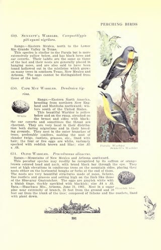 PERCHING BIRDS
SENNETT'S WARBLER.
piti ayumi nigrilora.
Compsothlypis
White
Range. Eastern Mexico, north to the Lower
Rio Grande Valley in Texas.
This species is similar to the Parula but is more
extensively yellow below, and has black lores and
ear coverts. Their habits are the same as those
of the last and their nests are generally placed in
hanging moss, and are also said to have been
found hollowed out in the mistletoe which grows
on many trees in southern Texas, New Mexico and
Arizona. The eggs cannot be distinguished from
those of the last.
650. CAPE MAY WARBLER. Dendroica tig-
rina.
>
, Range. Eastern North America,
breeding from northern New Eng-
land and Manitoba northward; win-
ters south of the United States.
This beautiful Warbler is yellow
below and on the rump, streaked on
the breast and sides with black;
the ear coverts and sometimes the throat are
chestnut. They are very local in their distribu-
tion both during migrations and in their breed-
ing grounds. They nest in the outer branches of
trees, preferably conifers, making the nest of
slender twigs, rootlets, grasses, etc., lined with
hair; the four or five eggs are white, variously
specked with reddish brown and lilac; size .65
x .48.
6*51. OLIVE WARBLER. Peucedramus olivaceus.
Range. Mountains of New Mexico and Arizona southward.
This peculiar species may readily be recognized by its saffron or orange-
brown colored head and neck, with broad black bar through the eye. They
nest at high elevations in coniferous trees on the mountain sides, placing their
nests either on the horizontal boughs or forks at the end of them.
The nests are very beautiful structures made of moss, lichens,
fine rootlets and grasses and setting high on the limb like those
of the Blue-gray Gnatcatcher. The eggs are grayish white with
a bluish tinge, thickly speckled with blackish; size .64 x .48.
Data. Huachuca Mts., Arizona, June 21, 1901. Nest in a sugar (
pine near extremity of branch, 25 feet from the ground and 20
feet out from the trunk of the tree; composed of lichens and fine rootlets, lined
with plant down.
'arula Warbler
Sonnott's Varblei
 
