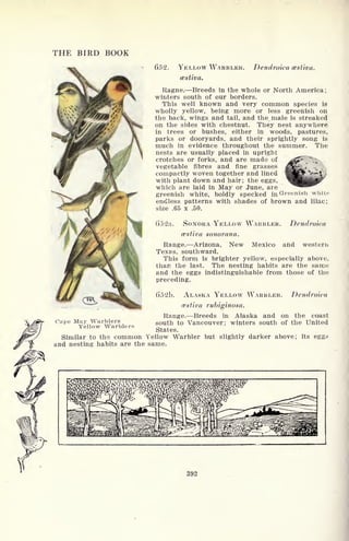 THE BIRD BOOK
652. YELLOW WARBLER.
cestiva.
Dendroica cestiva.
Cape May Warblers
Yellow Warblers
Ragne. Breeds in the whole or North America ;
winters south of our borders.
This well known and very common species is
wholly yellow, being more or less greenish on
the back, wings and tail, and the male is streaked
on the sides with chestnut. They nest anywhere
in trees or bushes, either in woods, pastures,
parks or dooryards, and their sprightly song is
much in evidence throughout the summer. The
nests are usually placed in upright
crotches or forks, and are made of
vegetable fibres and fine grasses
compactly woven together and lined
with plant down and hair; the eggs,
which are laid in May or June, are
greenish white, boldly specked in Greenish
endless patterns with shades of brown and lilac;
size .65 x .50.
()52n. SONORA YELLOW WARBLER. Dendroica
cestiva sonorana.
Range. Arizona, New Mexico and western
Texas, southward.
This form is brighter yellow, especially above,
than the last. The nesting habits are the same
and the eggs indistinguishable from those of the
preceding.
()f>2b. ALASKA YELLOW WARBLEH. Dendroica
cestiva rubiginosa.
Range. Breeds in Alaska and on the coast
south to Vancouver; winters south of the United
States.
Similar to the common Yellow Warbler but slightly darker above; its eggs*
and nesting habits are the same.
392
 