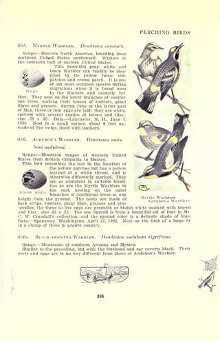 PERCHING BIRDS
655. MYRTLE WARBLER. Dendroica coronata.
Range. Eastern North America, breeding from
northern United States northward. Winters in
the southern half of eastern United States.
This beautiful gray, white and
/ black Warbler can readily be iden-
tified by its yellow rump, side
patches and crown patch. It is one
of our most common species during
migrations when it is found west
to the Rockies and casually far
ther. They nest on the lower branches of conifer-
ous trees, making their homes of rootlets, plant
fibres and grasses; during June or the latter part
of May, three or four eggs are laid; they are white,
spotted with several shades of brown and lilac;
size .70 x .50. Data. Lancaster, N. H., June 7,
1888. Nest in a small spruce, about 6 feet up;
made of fine twigs, lined with leathers.
White
656. AUDUBON'S WARBLER.
boni auduboni.
Dendroica audu-
UnitedRange. Mountain ranges of western
States from British Columbia to Mexico.
This bird resembles the last in the location of
^^^^ the yellow patches but has a yellow
instead of a white throat, and is
otherwise differently marked. They
are as abundant in suitable locali-
ties as are the Myrtle Warblers in
the east, nesting on the outer
branches of coniferous trees at any
height from the ground. The nests are made of
bark strips, rootlets, plant fibre, grasses and pine
needles, the three to five eggs are greenish or bluish white marked with brown
and lilac; size .68 x .52. The one figured is from a beautiful set of four in Mr.
0. W. Crandall's collection, and the ground color is a delicate shade of blue.
Data. Spanaway, Washington, April 23, 1902. Nest on the limb of a large fir
in a clump of three in prairie country.
Hluish white
Myrtle Warblers
Audubon's Warblers
656a. BLACK-FRONTED WT
ARBLER. Dendroica auduboni nigrifrons.
Range. Mountains of southern Arizona and Mexico.
Similar to the preceding, but with the forehead and ear coverts black. Their
nests and eggs are in no way different from those of Audubon's Warbler.
395
 