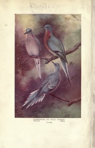 PASSENGER OR WILD PIGEON
Female Male
Young
 
