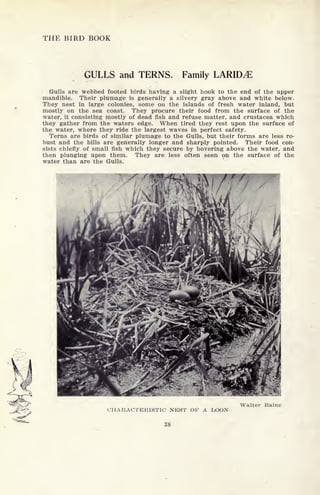 THE BIRD BOOK
GULLS and TERNS. Family LARID^)
Gulls are webbed footed birds having a slight hook to the end of the upper
mandible. Their plumage is generally a silvery gray above and white below.
They nest in large colonies, some on the islands of fresh water inland, but
mostly on the sea coast. They procure their food from the surface of the
water, it consisting mostly of dead fish and refuse matter, and Crustacea which
they gather from the waters edge. When tired they rest upon the surface of
the water, where they ride the largest waves in perfect safety.
Terns are birds of similar plumage to the Gulls, but their forms are less ro-
bust and the bills are generally longer and sharply pointed. Their food con-
sists chiefly of small fish which they secure by hovering above the water, and
then plunging upon them. They are less often seen on the surface of the
water than are the Gulls.
CHARACTERISTIC NEST OF A LOON
38
Walter
 