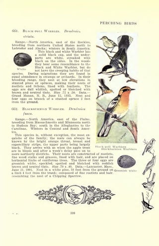 PERCHING BIRDS
White
661. BLACK-POLL WARBLER. Dendroicu
striata.
Range. North America, east of the Rockies,
breeding from northern United States north to
Labrador and Alaska; winters in South America.
This black and white Warbler has
a solid black cap, and the under-
parts are white, streaked witii
black on the sides. In the woods
they bear some resemblance to the
Black and White Warbler, but do
not have the creeping habits of that
species. During migrations they are found in
equal abundance in swamps or orchards. In their
breeding range, they nest at low elevations in
stunted pines or spruces, making their nests of
rootlets and lichens, lined with feathers. The
eggs are dull whitish, spotted or blotched with
brown and neutral tints. Size .72 x .50. Data.
Grand Manan, N. B., June 12, 1883. Nest and
four eggs on branch of a stunted spruce 2 feet
from the ground.
662. BLACKBURNIAN WARBLER. Dendroica
fusca.
Range. North America, east of the Plains,
breeding from Massachusetts and Minnesota north
to Hudson Bay; south in the Alleghanies to the
Carolinas. Winters in Central and South Amer-
ica.
This species is, without exception, the most ex-
quisite of the family; the male can always be
known by the bright orange throat, breast and
superciliary stripe, the upper parts being largely
black. They arrive with us when the apple trees
are in bloom and after a week's delay pass on to
more northerly districts. Their nests are constructed of rootlets,
fine weed stalks and grasses, lined with hair, and are placed on
horizontal limbs of coniferous trees. The three or four eggs are
greenish white, speckled, spotted and blotched with reddish
brown and neutral tints. Size .70 x .48. Data. Lancaster, Mass.,
June 21, 1901. Nest in a white pine, 38 feet from the ground on Greenish whit
a limb 4 feet from the trunk; composed of fine rootlets and hair,
resembling the nest of a Chipping Sparrow.
Black-poll Warblers
Blarkburnian Warblers
 