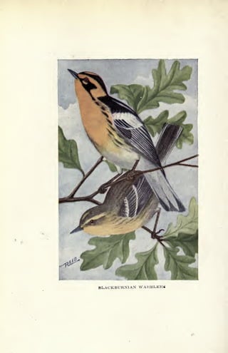 BLACKBURN!AN WARBLERS
 