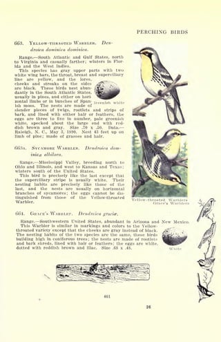 PERCHING BIRDS
663. YELLOW-THRAOTED WARBLER. Den-
droica dominica dominica.
Range. South Atlantic and Gulf States, north
to Virginia and casually farther; winters in Flor-
ida and the West Indies.
This species has gray upper parts with two
white wing bars, the throat, breast and superciliary
line are yellow, and the lores,
cheeks and streaks on the sides
are black. These birds nest abun-
dantly in the South Atlantic States, 
usually in pines, and either on hori-
zontal limbs or in bunches of Span- ^reen j sh white
ish moss. The nests are made of
slender pieces of twigs, rootlets and strips of
bark, and lined with either hair or feathers, the
eggs are three to five in number, pale greenish
white, specked about the large end with red-
dish brown and gray. Size .70 x .50. Data.
Raleigh, N. C., May 3, 1890. Nest 43 feet up on
limb of pine; made of grasses and hair.
663a. SYCAMORE WARBLER.
inica albilora.
Dendroica dom-
Range. Mississippi Valley, breeding north to
Ohio and Illinois, and west to Kansas and Texas;
winters south of the United States.
This bird is precisely like the last except that
the superciliary stripe is usually white. Their
nesting habits are precisely like those of the
last, and the nests are usually on horizontal
branches of sycamores; the eggs cannot be dis-
tinguished from those of the Yellow-throated
Warbler.
Yellow-throated Warblers
Grace's Warblers
664. GRACE'S WARBLER. Dendroica gracice.
Range. Southwestern United States, abundant in Arizona and New Mexico.
This Warbler is similar in markings and colors to the Yellow-
throated variety except that the cheeks are gray instead of black.
The nesting habits of the two species are the same, these birds
building high in coniferous trees; the nests are made of rootlets
and bark shreds, lined with hair or feathers; the eggs are white,
dotted with reddish brown and lilac. Size .68 x .48. White
401
26
 