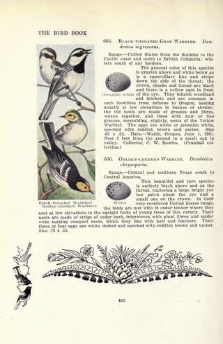 THE BIRD BOOK
Black-throated Warblers
Golden-cheeked Warblers
665. BLACK-THROATED GRAY WARBLER. Den-
droica nigrescens.
Range. United States from the Rockies to the
Pacific coast and north to British Columbia; win-
ters south of our borders.
The general color of this species
is grayish above and white below as
is a superciliary line and stripe
down the side of the throat; the
crown, cheeks and throat are black
and there is a yellow spot in front
Greenish white of the eye. They inhabit woodland
and thickets and are common in
such localities from Arizona to Oregon, nesting
usually at low elevations in bushes or shrubs;
the the nests are made of grasses and fibres,
woven together, and lined with hair or fine
grasses, resembling, slightly, nests of the Yellow
Warbler. The eggs are white or greenish white,
specked with reddish brown and umber. Size
.65 x .52. Data. Waldo, Oregon, June 1, 1901.
Nest 3 feet from the ground in a small oak in
valley. Collector, C. W. Bowles. (Crandall col-
lection.)
666. GOLDEN-CHEEKED WARBLER. Dendroica
chrysoparia.
Range. Central and southern Texas south to
Central America.
This beautiful and rare species
is entirely black above and on the
throat, enclosing a large bright yel-
low patch about the eye and a
small one on the crown. In their
very restricted United States range,White
the birds are met with in cedar timber where they
nest at low elevations in the upright forks of young trees of this variety. Their
nests are made of strips of cedar bark, interwoven with plant fibres and spider
webs making compact nests, which they line with hair and feathers. Their
three or four eggs are white, dotted and specked with reddish brown and umber.
Si2e .75 x .55.
402
 