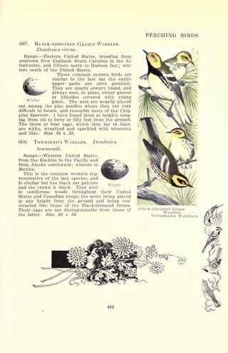 PERCHING BIRDS
667- BLACK-THROATED GREEN WARBLER.
Dendroica virens.
Range. Eastern United States, breeding from
southern New England, South Carolina in the Al-
leghanies, and Illinois north to Hudson Bay; win-
ters south of the United States.
These common eastern birds are
similar to the last but the entire
upper parts are olive greenish.
They are nearly always found, and
always nest, in pines, either groves
or hillsides covered with young
pines. The nest are usually placed
out among the pine needles where they are very
difficult to locate, and resemble nests of the Chip-
ping Sparrow. I have found them at heights rang-
ing from six to forty or fifty feet from the ground.
The three or four eggs, which they lay in June,
are white, wreathed and speckled with brownish
and lilac. Size .60 x .50.
White
TOWNSEND'S WARBLER.
townsendi.
Dendroica
Range. Western United States,
from the Rockies to the Pacific and
from Alaska southward; winters in
Mexico.
This is the common western rep-
resentative of the last species, and
is similar but has black ear patches
and the crown is black. They nest
in coniferous woods throughout their United
States and Canadian range, the nests being placed
at any height from the ground and being con-
structed like those of the Black-throated Green.
Their eggs are not distinguishable from those of
the latter. Size .60 x .50.
White
Black-throated Green
Warbler
Townsend's Warblers
403
 