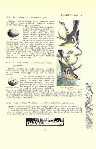 671. PINE WARBLER. Dendroica
PERCHING BIRDS
vigorsi.
Range. Eastern United States, breeding from
the Gulf to southern British Provinces; winters
in the Gulf States and southward.
This common eastern species
is greenish above and dull yel-
lowish below, streaked with
dusky on the sides. They are
almost exclusively found in pine
woods, either light or heavy
growth, where they can always
be located by their peculiar, mu-
sical lisping trill. They nest high in these trees,
placing their nests in thick bunches of needles,
so that they are very difficult to locate. They
nest from March in the south to May in the north-
ern states, laying three or four dull whitish eggs,
specked or blotched with shades of brown and
lilac; size .68 x .52. Data. Worcester, Mass.,
May 28, 1891. Nest 30 feet up in a pine; made of
pine needles and rootlets.
Dull white
Dendroica palmarum672. PALM WARBLER.
palmarum.
Range. Interior of North America, breeding
about Hudson Bay and northward and wintering
in the lower Mississippi Valley and the West
Indies.
This species is brownish yellow
above and yellow on the throat and
breast, the crown and streaks on
the sides are chestnut. They are
found during migrations on or near
the ground on the edges of woods
or thickets and along roadsides;
have a peculiar habit of "teetering" their tail
which will readily identify them. They nest on the ground in, or on the edges
of swampy places, lining the hollow with grasses and rootlets. In May or June
they lay three or four eggs which are creamy white, variously specked with
brown and lilac; size .68 x 52.
Creamy white Warblers
Palm Warblers
672a YELLOW PALM WARBLER. Dendroica palmarum hypochrysea.
Range. Eastern North America, breeding from Nova Scotia, northward.
This is the common Yellow Red-poll Warbler of the eastern states, and is
very abundant during migrations. Their habits are the same, if not identical
with the interior species. Their nests are also like those of the last, placed
on the ground and the eggs are indistinguishable.
405
 