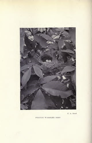 C. A. Reed
PRAIRIE WARBLER NEST
 