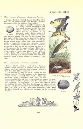 PERCHING BIRDS
Whitish
6'73- PRAIRIE WARBLER. Dendroica discolor.
Range. Eastern United States, breeding from
the Gulf to Massachusetts and Ontario; winters
in southern Florida and the West Indies.
A species readily recognized by
its bright yellow underparts and
the black stripes on the face and
sides; several bright chestnut
spots are in the middle of the
greenish back. These birds will
be found on dry scrubby hillsides
and valleys, where they nest in low bushes, and
the male will be found in the tops of the tallest
lookout trees delivering his quaint and very pe-
culiar lisping song. Their nests are handsomely
made of vegetable fibres and grasses, closely
woven together and lined with hair; this structure
is placed in the top of low bushes so that it is
well concealed by the upper foliage. Their three
to five eggs are whitish, specked and spotted
with shades of brown and neutral tints; size .64
x .48. Data. Worcester, Mass., June 23, 1891.
Nest in the top of a young walnut, two feet from
ground; made of plant fibres and grasses. Four
eggs
674. OVEN-BIRD. Seiurus aurocapillus.
Range. North America east of the Rockies,
breeding from the middle portions of the United
States, north to Labrador and Alaska. Winters
from the Gulf States southward.
This species is fully as often known as the
Golden-crowned Thrush, because of its brownish
orange crown bordered with black. They are
woodland birds exclusively and nest on the
ground, arching the top over with rootlets or leaves, the nest
proper being made of grasses and leaf skeletons. As they
are concealed so effectually, the nests are usually found
by flushing the bird. The four to six eggs are white, slightly
glossy and spotted, blotched or wreathed with reddish brown
and lilac; size .80 x .60. Data. Old Saybrook, Conn., June
19, 1899. Domed nest with a side entrance on the ground in
woods.
Prairie Warblers
Oven-bird
White
407
 