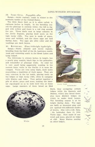 LONG-WINGED SWIMMERS
39. IVORY GULL. Pagophila alba.
Range. Arctic regions; south in winter to the
northern border of the United States.
The little Snow Gull, as it is often called, is
eighteen inches in length. In the breeding sea-
son the plumage is entirely white; the bill is tip-
ped with yellow and there is a red ring around
the eye. These Gulls nest in large colonies in
the Arctic Regions, placing their nests on the
high rocky cliffs. The nest is made of grass,
moss and rubbish, and the three eggs are laid
during June. The eggs are olive color and the
markings are dark brown.
10. KITTIWAKE. Rissa tridactyla trydactyla.
Range. North Atlantic and Arctic regions,
breeding from the Gulf of the St. Lawrence north-
ward and wintering south to the Great Lakes and
Long Island.
The Kittiwake is sixteen inches in length, has
a pearly gray mantle, black tips to the primaries,
and remainder of plumage white. Its hind toe
is very small being apparently wanting in the
eastern form, while in the Pacific it is more de-
veloped. These are very noisy Gulls, their notes ;
resembling a repetition of their name. They are
very common in the far north, placing nests on
the ledges of high rocky cliffs, often in company
with Murres and Auks. They gather together a
'
pile of sticks, grass and moss, making the inter-
ior cup-shaped so as to hold their two or three
eggs. Large numbers of them breed on Bird
Rock
Ivorv
Kittiwake
White
they occupying certain
ledges while the Gannets and
Murres, which also breed there,
also have distinct ledges on
which to make their homes.
The breeding season is at its
height during June. The eggs
are buffy or brownish gray and
are spotted with different shades
of brown. Size 2.25 x 1.60. Data.
So. Labrador, June 15, 1884.
Three eggs. Nest made of sea-
weed and moss, placed on ledge
of cliff. Many Murres nesting
on other ledges.
*v
39
 