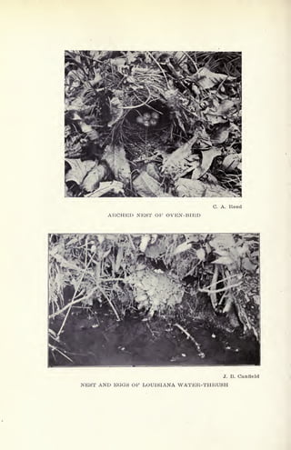 C. A. Reed
ARCHED NEST OF OVEN-BIRD
J. B. Canfleld
NEST AND EGGS OF LOUISIANA WATER-THRUSH
 