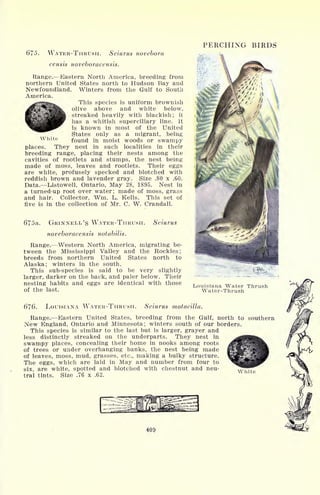 PERCHING BIRDS
*
White
675. WATER-THRUSH. Seiurus novebora
censis noveboracensis.
Range. Eastern North America, breeding from
northern United States north to Hudson Bay and
Newfoundland. Winters from the Gulf to South
America.
This species is uniform brownish
olive above and white below,
streaked heavily with blackish; it
has a whitish superciliary line. It
is known in most of the United
States only as a migrant, being
found in moist woods or swampy
places. They nest in such localities in their
breeding range, placing their nests among the
cavities of rootlets and stumps, the nest being
made of moss, leaves and rootlets. Their eggs
are white, profusely specked and blotched with
reddish brown and lavender gray. Size .80 x .60.
Data. Listowell, Ontario, May 28, 1895. Nest in
a turned-up root over water; made of moss, grass
and hair. Collector, Wm. L. Kells. This set of
five is in the collection of Mr. C. W. Crandall.
6?5a. GRINNELL'S WATER-THRUSH. Seiurus
noveboracensis notabilis.
Range. Western North America, migrating be-
tween the Mississippi Valley and the Rockies;
breeds from northern United States north to
Alaska; winters in the south.
This sub-species is said to be very slightly
larger, darker on the back, and paler below. Their
nesting habits and eggs are identical with those
of the last.
Louisiana Water Thrush
Water-Thrush
676. LOUISIANA WATER-THRUSH. Seiurus motacilla.
Range. Eastern United States, breeding from the Gulf, north to southern
New England, Ontario and Minnesota; winters south of our borders.
This species is similar to the last but is larger, grayer and
less distinctly streaked on the underparts. They nest in
swampy places, concealing their home in nooks among roots
of trees or under overhanging banks, the nest being made
of leaves, moss, mud, grasses, etc., making a bulky structure.
The eggs, which are laid in May and number from four to
six, are white, spotted and blotched with chestnut and neu-
tral tints. Size .76 x .62.
White
409
 