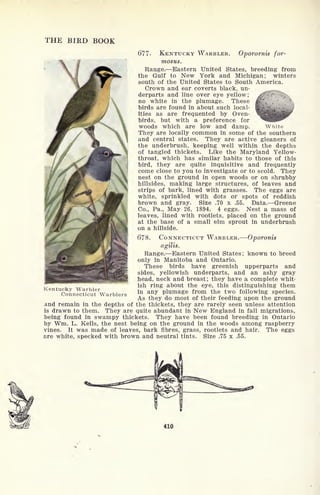THE BIRD BOOK
677- KENTUCKY WARBLER. Oporornis for-
mosus.
Range. Eastern United States, breeding from
the Gulf to New York and Michigan; winters
south of the United States to South America.
Crown and ear coverts black, un-
derparts and line over eye yellow; x^-*<~ -<
no white in the plumage. Thes-
birds are found in about such local- Bggy^-iflV
ities as are frequented by Oven-
birds, but with a preference for
woods which are low and damp. White
They are locally common in some of the southern
and central states. They are active gleaners of
the underbrush, keeping well within the depths
of tangled thickets. Like the Maryland Yellow-
throat, which has similar habits to those of this
bird, they are quite inquisitive and frequently
come close to you to investigate or to scold. They
nest on the ground in open woods or on shrubby
hillsides, making large structures, of leaves and
strips of bark, lined with grasses. The eggs are
white, sprinkled with dots or spots of reddish
brown and gray. Size .70 x .55. Data. Greene
Co., Pa., May 26, 1894. 4 eggs. Nest a mass of
leaves, lined with rootlets, placed on the ground
at the base of a small elm sprout in underbrush
on a hillside.
678. CONNECTICUT WARBLER. Oporonis
Range. Eastern United States; known to breed
only in Manitoba and Ontario.
These birds have greenish upperparts and
sides, yellowish underparts, and an ashy gray
head, neck and breast; they have a complete whit-
ish ring about the eye, this distinguishing them
in any plumage from the two following species.
As they do most of their feeding upon the ground
and remain in the depths of the thickets, they are rarely seen unless attention
is drawn to them. They are quite abundant in New England in fall migrations,
being found in swampy thickets. They have been found breeding in Ontario
by Wm. L. Kells, the nest being on the ground in the woods among raspberry
vines. It was made of leaves, bark fibres, grass, rootlets and hair. The eggs
are white, specked with brown and neutral tints. Size .75 x .55.
Kentucky Warbler
Connecticut Warblers
410
 