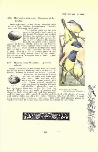 PERCHING BIRDS
679- MOURNING WARBLER. Oporornis phila.
delphia.
Range. Eastern United States, breeding from
northern New England, Pennsylvania, (Philadel-
phia) and Nebraska northward.
Very similar to the last but with
no eye ring and a black patch on
the breast. The habits and nesting
habits of this species are very sim-
ilar to those of agilis, the nest be-
ing on or very close to the ground.
White With the exception of on mountain
ranges it breeds chiefly north of our borders.
The eggs are white, specked with reddish brown.
Size .72 x .55. They cannot be distinguished from
those of the last. Data. Listowell, Ontario, June
5, 1898. Nest in a tuft of swamp grass in low
ground; not very neatly made of dry leaves,
grasses and hair. Collector, Wm. L. Kells. (Cran-
dall collection.)
680. MACGILLIVRAY WARBLER. Oporornis
tolmiei.
Range. Western United States from the Rock-
ies to the Pacific, breeding north to British Co-
lumbia; winters in Mexico and Central America.
__ Similar to the last but with white
spots on the upper and lower eye-
lids, black lores, and the black
patch on the breast mixed with
gray. These ground inhabiting
birds are found in tangled thickets
and shrubbery where they nest at
low elevations, from one to five feet from the
ground. Their nests are made of grasses and
shreds of bark, lined with hair and finer grasses,
and the eggs are white, specked, spotted and blotched with shades of brown
and neutral tints; size .72 x .52. Data. Sonoma, Cal., May 17, 1897. A small
nest, loosely made of grasses (wild oats) lined with finer grasses; placed in
blackberry vines 14 inches from the ground in a slough in the valley.
White
Mourning Warblers
Macg-illivray Warblers
 