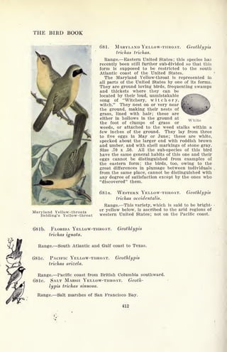 THE BIRD BOOK
White
Maryland Yellow-throats
Belding's Yellow-throat
681. MARYLAND YELLOW-THROAT. Geothlypis
trichas trichas.
Range. Eastern United States; this species has
recently been still further sub-divided so that this
form is supposed to be restricted to the south
Atlantic coast of the United States.
The Maryland Yellow-throat is represented in
all parts of the United States by one of its forms.
They are ground loving birds, frequenting swamps
and thickets where they can be
located by their loud, unmistakable
song of "Witchery, witchery,
witch." They nest on or very near
the ground, making their nests of
grass, lined with hair; these are
either in hollows in the ground at
the foot of clumps of grass or
weeds, or attached to the weed stalks within a
few inches of the ground. They lay from three
to five eggs in May or June; these are white,
specked about the larger end with reddish brown
and umber, and with shell markings of stone gray.
Size .70 x .50. All the sub-species of this bird
have the same general habits of this one and their
eggs cannot be distinguished from examples of
the eastern form; the birds, too, owing to the
great differences in plumage between individuals
from the same place, cannot be distinguished with
any degree of satisfaction except by the ones who
"discovered" them.
68 la. WESTERN YELLOW-THROAT. Geothlypis
trichas occidentalis.
Range. This variety, which is said to be bright-
er yellow below, is ascribed to the arid regions of
western United States; not on the Pacific coast.
68 Ib. FLORIDA YELLOW-THROAT. Geothlypis
trichas ignota.
Range. South Atlantic and Gulf coast to Texas.
681c. PACIFIC YELLOW-THROAT. Geothlypis
trichas arizela.
Range. Pacific coast from British Columbia southward.
68 le. SALT MARSH YELLOW-THROAT. Geoth-
lypis trichas sinuosa.
Range. Salt marshes of San Francisco Bay.
4X2
 