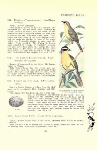 PERCHING BIRDS
682. BELDING'S YELLOW-THROAT. Geothlypis
Range. Lower California.
This peculiar species is like the common Yel-
low-throat but has the black mask bordered by
yellow instead of white, and the black on the
forehead extends diagonally across the head from
in front of one eye to the rear of the other. Theii
habits are like those of the other Yellow-throats
and the nests are similar to those of the latter,
which are frequently placed in cane over the
water. Nests found by Mr. Walter E. Bryant
were situated in clumps of "cat-tails" between
two and three feet above the water; the nests
were made of dry strips of these leaves, lined
with fibres; the eggs were like those of the com-
mon Yellow-throats but larger; size .75 x .56.
682.1. Rio GRANDE YELLOW-THROAT. Cham-
cethlypis poliocephala.
Range. Mexico north to the Lower Rio Grande
Valley in Texas.
This Yellow-throat has the crown and ear
coverts gray, only the lores and forehead being
black. The nests and eggs of these birds, which
are fairly common about Brownsville, Texas, do
not differ from those of the other Yellow-throats.
683. YELLOW-BREASTED CHAT. Icteria virens
virens.
Eastern United States, breeding from the Gulf
coast north to southern New England and Min-
nesota.
This strange but handsome species is very com-
mon in underbrush and thickets in the south; they are
usually shy and endeavor, with success, to keep out of
sight, but their strange song and calls, consisting of
various whistles and squawks mingled together, are often
heard. Their nests are built in bushes or briars at low
elevations, being made of grass, strips of bark and leaves,
lined with finer grass; their eggs are white, sharply
speckled and spotted with various shades of brown and
lavender; size .90 x .70.
Rio Grande Yellow-throat
Yellow-breasted Chat
White
LONG-TAILED CHAT. Icteria virens longicauda.
Range. United States west of the Plains, breeding from Mexico to British
Columbia.
This bird is said to be grayer and to have a slightly longer tail than the last.
Its nesting habits and eggs are precisely the same.
413
 