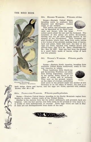 THE BIRD BOOK
White
684. HOODED WARBLER. Wilsonia citrina.
Range. Eastern United States, ^ fc
breeding north to southern New
England and Michigan; winters
south of our borders.
This yellow and greenish species
can be identified by its black head,
neck and throat, with the large
yellow patch about the eye and the forehead. The
members of this genus are active fly-catchers,
darting into the air after passing insects in the
manner of the Flycatchers. They frequent tan-
gled thickets where they build their nests within
a few inches of the ground, making them of leaves,
bark and grass, lined with hair; the four or five
eggs are white, specked with reddish brown and
neutral tints; size .70 x .50. Data. Doddridge Co.,
Mo., May 29, 1897. Nest one foot from the ground
in a small bush; made of leaves, strips of bark
and fine grasses.
685. WILSON'S WARBLER. Wilsonia pusilla
pusilla
Range. Eastern North America, breeding from
northern United States northward; south to Cen-
tral America in winter.
These handsome little black-cap-
ped flycatching Warblers are abun-
dant during migrations, especially
in the spring, being found on the
edges of woods and in orchards.
They nest on the ground, usually
on the edges of swamps, embedding
their nests in the ground under the shelter of low
branches or on the edges of banks; the nest is oi!
bark strips, fibres and leaves, and the eggs are white, specked with reddish
brown; size .60 x .50.
White
Hooded Warblers
Wilson's Warblers
685a. PILEOLATED WARBLER. Wilsonia pusilla pileolata.
Range. Western United States, breeding in the Rocky Mountain region from
Mexico to Alaska; winters south of the United States.
Similar to the eastern form but the yellow underparts and greenish back are
brighter. Like the last species, this form nests on the ground or very close to it,
in weeds or rank undergrowth, in swamps. Their eggs which are laid in May
or June are not distinguishable from those of the last.
414
 