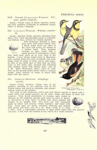 White
PERCHING BIRDS
685b. GOLDEN PILEOL/ATED WARBLER. Wil-
sonia pusilla chryseola.
Range. Pacific coast of North America, breed-
ing from southern California in mountain ranges
north to British Columbia.
686. CANADIAN WARBLER. Wilsonia canaden-
sis.
Range. Eastern North America, breeding from
Mass., New York, and Michigan north to Labrador
and Hudson Bay; winters in Central America.
This handsome Warbler is plain
, , v gray above and yellow below, with
a black stripe down the sides of
the neck and across the breast in
a broken band. They frequent
swamps or open woods with a
heavy growth of underbrush, where
they build their nests on or very close to the
ground. I have always found them in Massachu-
setts nesting about the roots of laurels, the nests
being made of strips of bark, leaves and grass;
in June or the latter part of May they lay from
three to five white eggs, specked and wreathed
with reddish brown and neutral tints; size .68
x .50. Data. Worcester, Mass., June 10, 1891.
Nest on the ground under laurel roots in swampy
woods; made entirely of strips of laurel bark
lined with fine grass.
687. AMERICAN REDSTART. Setophaga
ruticilla.
Range. North America, chiefly east of the
Rockies, breeding in the northern half of the
United States and north to Labrador and Alaska;
winters south of our borders.
The male of this handsome, active and well known species is black with a
white belly, and orange patches on the sides, wings and bases of outer tail
feathers. They breed abundantly in swamps, open woods or
thickets by the roadside, placing their nests in trees or bushe?
at elevations of from three to thirty feet above ground and
usually in an upright fork. The nests are very compactly
made of fibres and grasses, felted together, and lined with
hair. Their eggs are white, variously blotched and spotted
with brown and gray; size .65 x .50. Data. Chili, N. Y., June White
1, 1894. Nest, a cup-shaped structure of plant fibres lined with fine grasses
and hair; 4 feet from the ground in the crotch of a small chestnut.
Canadian Warblers
American Redstart
416
 