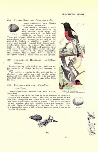 PERCHING BIRDS
688. PAINTED REDSTART. Setophaga picta.
Range. Southern New Mexico
and Arizona, southward.
This beautiful Redstart is black
with a large white patch on the
wing coverts, white outer tail
w, .
feathers, and with the belly and
middle of the breast bright red.
These active birds, which have all the habits and
mannerisms of the common species, nest on the
ground in thickets or shrubbery usually near
water, and generally conceal their homes under
overhanging stones or stumps; the nests are
made of fine shreds of bark and grasses, lined
with hair; the eggs are white, dotted with red-
dish brown; size .65 x .48. Data. Chiricahua
Mts., Arizona, May 31, 1900. Nest of fine bark
and grass under a small bush on the ground.
689. RED-BELLIED REDSTART. Setophaga
miniata.
Range. Mexico; admitted to our avifauna on
the authority of Giraud as having occurred in
Texas.
This species is similar to the last, but has a
chestnut crown patch, more red on the under-
parts, and less white on the tail; it is not prob-
able that their nesting habits or eggs differ from
the last.
690. RED-FACED WARBLER.
rubrifrons.
Cardellina
Range. Southern Arizona and New Mexico,
southward.
This attractive little Warbler is quite common in mountain
ranges of the southern Arizona. They nest on the ground on the
side hills, concealing the slight structure of grasses and root-
lets under overhanging shrubs or stones. Their eggs are speck-
ed and blotched with light reddish brown and lavender. Size
.64 x .48. Data. Chiricahua Mts., Arizona, May 31, 1902. Nest
in a depression under a tuft of grass growing about 8 feet up on
the side of a bank.
Painted Redstart
lled-faeed Warblers
White
417
27
 