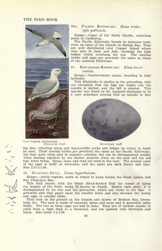 THE BIRD BOOK
40a. PACIFIC KITTIWAKE. Rissa tridac-
tyla pollicaris.
Range. Coast of the North Pacific, wintering
south to California.
The Pacific Kittiwake breeds in immense rook-
eries on some of the islands in Bering Sea. They
are well distributed over Copper Island where
they nest in June and July, choosing the high
ledges which overhang the sea. The nesting
habits and eggs are precisely the same as those
of the common Kittiwake.
11. RED-LEGGED KITTIWAKE. Rissa brevi-
rostris.
Range. Northwestern coasts, breeding in high
latitudes.
This Kittiwake is similar to the preceding, with
the exception that the legs are bright red, the
mantle is darker, and the bill is shorter. This
species was found by Dr. Leonard Stejneger to be
a very abundant nesting bird on islands in Ber-
Red-legg-ed Kittiwake
Glaucous Gull Brownish buff
ing Sea, selecting steep and inaccessible rocks and ledges on which to build
its nest. Their nesting habits,are precisely the same as the Pacific Kittiwake,
but they most often nest in separate colonies, but can be distinguished readily
when nesting together by the darker mantles when on the nest and the red
legs when flying. Grass, moss and mud are used in the nest. The ground color
of the eggs is buffy or brownish, and the spots are dark brown and lilac.
Size 2.15 x 1.50.
42. GLAUCOUS GULL. Larus hyperboreus.
Range. Arctic regions, south in winter to Long Island, the Great Lakes, and
San Francisco Bay.
This Gull shares with the Great Black-backed Gull the honor of being
the largest of the Gulls, being 28 inches. in length. Mantle light gray; it is
distinguished by its size and the primaries, which are white to the tips. A
powerful zird that preys upon the smaller Gulls and also devours the young
and eggs of smaller birds.
They nest on the ground on the islands and shores of Hudson Bay, Green-
land, etc. The nest is made of seaweed, grass and moss and is generally quite
bulky. The two or three eggs are laid in June. They are of various shades of
color from a light drab to a brownish, and are spotted with brownish and
black. Size about 3 x 2.20.
40
 