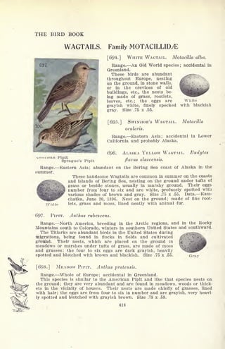 THE BIRD BOOK
WAGTAILS. Family MOTACILLID^
[694.] WHITE WAGTAIL. Motacilla alba.
Prague's Pipit
Range. An Old World species; accidental in
Greenland.
These birds are abundant ^ -?
throughout Europe, nesting ^0on the ground, in stone walls, ;;
or in the crevices of old
buildings, etc., the nests be-
ing made of grass, rootlets,
leaves, etc.; the eggs are White
grayish white, finely specked with blackish
gray. Size .75 x .55.
[695.] SWINHOE'S WAGTAIL.
ocularis.
Motacilla
Range. Eastern Asia; accidental in Lower
California and probably Alaska.
ALASKA YELLOW WAGTAIL. Budyt<
flavus alascensis.
theRange. Eastern Asia; abundant on the Bering Sea coast of Alaska in
summer.
These handsome Wagtails are common in summer on the coasts
and islands of Bering Sea, nesting on the ground under tufts of
grass or beside stones, usually in marshy ground. Their eggs
number from 'four to six and are white, profusely spotted with
various shades of brown and gray. Size .75 x .55. Data. Kam-
chatka, June 20, 1896. Nest on the ground; made of fine root-
White lets, grass and moss, lined neatly with animal fur.
697. PIPIT. Anthus rubescens.
Range. North America, breeding in the Arctic regions, and in the Rocky
Mountains south to Colorado, winters in southern United States and southward.
The Titlarks are abundant birds in the United States during ..,,_.-
migrations, being found in flocks in fields and cultivated ^
ground. Their nests, which are placed on the ground in '^
meadows or marshes under tufts of grass, are made of moss
and grasses; the four to six eggs are dark grayish, heavily
spotted and blotched with brown and blackish. Size .75 x .55. Gray
[698.] MEADOW PIPIT. Anthus pratensis.
Range. Whole of Europe; accidental in Greenland.
This species is similar to the American Pipit and like that species nests on
the ground; they are very abundant and are found in meadows, woods or thick-
ets in the vicinity of houses. Their nests are made chiefly of grasses, lined
with hair; the eggs are from four to six in number and are grayish, very heavi-
ly spotted and blotched with grayish brown. Size .78 x .58.
418
 