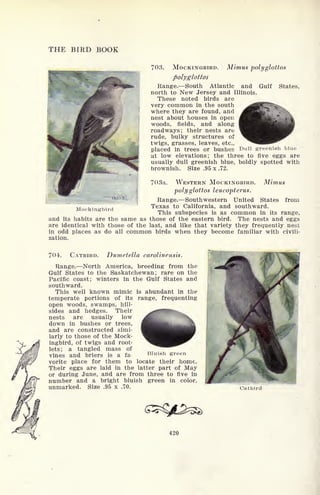 THE BIRD BOOK
703. MOCKINGBIRD.
polyglottos
Mimus polyglottos
Range. South Atlantic and Gulf States,
north to New Jersey and Illinois.
These noted birds are
very common in the south
where they are found, and
nest about houses in open
woods, fields, and along
roadways; their nests are
rude, bulky structures of
twigs, grasses, leaves, etc.,
placed in trees or bushes Dull greenish blue
at low elevations; the three to five eggs are
usually dull greenish blue, boldly spotted with
brownish. Size .95 x .72.
703a. WESTERN MOCKINGBIRD. Mimus
polyglottos leucopterus.
Range. Southwestern United States from
Texas to California, and southward.
This subspecies is as common in its range,
and its habits are the same as those of the eastern bird. The nests and eggs
are identical with those of the last, and like that variety they frequently nest
in odd places as do all common birds when they become familiar with civili-
zation.
Mockingbird
704*. CATBIRD. Dumetella carolinensis.
Range. North America, breeding from the
Gulf States to the Saskatchewan; rare on the
Pacific coast; winters in the Gulf States and
southward.
This well known mimic is abundant in the
temperate portions of its range, frequenting
open woods, swamps, hill-
sides and hedges. Their
nests are usually low
down in bushes or trees,
and are constructed simi-
larly to those of the Mock-
ingbird, of twigs and root-
lets; a tangled mass of
vines and briers is a fa Bluish green
vorite place for them to locate their home.
Their eggs are laid in the latter part of May
or during June, and are from three to five in
number and a bright bluish green in color,
unmarked. Size .95 x .70.
420
 