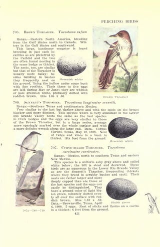 PERCHING BIRDS
Greenish white
705. BROWN THRASHER. Toxostoma rufum
Range. Eastern North America, breeding
from the Gulf States north to Canada. Win
ters in the Gulf States and southward.
This large, handsome songster is found
breeding in just such lo-
calities as are preferred by
the Catbird and the two
are often found nesting in
the same hedge or thicket.
The nests, too, are similar
but that of the Thrasher is
usually more bulky; be-
sides building in bushes
they frequently nest on
the ground, lining the hollow under some bush
with fine rootlets. Their three to five eggs
are laid during May or June; they are whitish
or pale greenish white, profusely dotted with
reddish brown. Size 1.05 x .80. Brown Thrusiu-r
706. SENNETT'S THRASHER. Toxostoma longirostre sennetti.
Range. Southern Texas and northeastern Mexico.
Very similar to the last but darker above and with the spots on the breast
blacker and more distinct. This species which is very abundant in the Lower
Rio Grande Valley nests the same as the last species
in thick hedges and the eggs are very similar to those
of the Brown Thrasher, but in a large series, average
more sparingly marked over the whole surface and with
a more definite wreath about the large end. Data. Corpus
Christi, Texas, May 12, 1899. Nest
of twigs and vines in a bush in
thicket. Six feet from the ground.
indant in the Lower
m
i07a 708 710
Greenish white
CURVE-BILLED THRASHER. Toxostoma
currirostre curvirostre.
Range. Mexico, north to southern Texas and eastern
New Mexico.
This species is a uniform ashy gray above and soiled
white below; the bill is stout and decurved. These
birds are as numerous in the Lower Rio Grande Valley
as are the Sennett's Thrasher, frequenting thickets
where they breed in scrubby bushes and cacti. Their
nests are rather larger and more
deeply cupped than are those ol:
the last species and the eggs can
easily be distinguished. They
have a ground color of light blu-
ish green, minutely dotted even-
ly all over the surface with red-
dish brown. Size 1.10 x .80.
Data. Brownsville, Texas, April
6, 1900. 5 eggs. Nest of sticks and thorns on a cactus
in a thicket; 6 feet from the ground,
421
ties and cacti, men
 