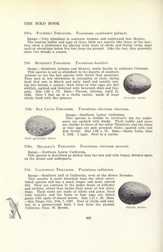 THE BIRD BOOK
707a. PALMER'S THRASHER. Toxostoma curvirostre palmeri.
Range. Very abundant in southern Arizona and southward into Mexico.
The nesting habits and eggs of these birds are exactly like those of the last;
they show a preference for placing their nests of sticks and thorny twigs upon
cacti at elevations below five feet from the ground. Like the last, they generally
raise two broods a season.
708. BENPIRE'S THRASHER. Toxostoma bendirei.
Range. Southern Arizona and Mexico; north locally to southern Colorado.
This species is not as abundant in the deserts of southern
Arizona as are the last species with which they associate. /'""
They nest at low elevations in mesquites or cacti, laying
their first sets in March and early April and usually rais-
ing two brooks a season; their three or four eggs are dull
whitish, spotted and blotched with brownish drab and lilac
gray. Size 1.00 x .72. Data. Tucson, Arizona, April 15,
1896. Nest 3 feet up in a cholla cactus; made of large
sticks lined with fine grasses. Grayish white
709. SAN LUCAS THRASHER. Toxostoma cinereum cihereum.
Range. Southern Lower California.
This species is similar to curvirostre but the under
parts are spotted with dusky. Their habits and nests
are similar to those of the other Thrashers and the three
'-iff '+*& r four eggs are Pale greenish white, spotted with red-
dish brown. Size 1.08 x .75. Data. Santa Anita, June
I ,*5^r''' 3, 1896. 3 eggs. Nest in a cactus.
Pale greenish white
70Qa. MEARNS'S THRASHER. Toxostoma cinereum mearnsi.
Range. Northern Lower California.
This species is described as darker than the last and with larger, blacker spots
on the breast and underparts.
710. CALIFORNIA THRASHER. Toxostoma redivivum.
Range. Southern half of California, west of the Sierra Nevadas.
This species is more brownish than the other curve-
billed species and has a much longer and more curved ^,. y -^ .
bill. They are common in the under brush of hillsides
and ravines, where they locate their nests at low eleva-
tions. Their nests are made of sticks and grass, lined
with rootlets, and the three or four eggs are bluish
green with spots of russet brown. Size 1.12 x .82. Data.
San Diego, Cal., Feb. 7, 1897. Nest of sticks and root-
lets in a grease-wood bush 4 feet from the ground.
Collector, Chas. W. Brown. Bluish green
422
 