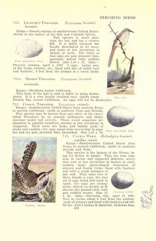 Pale er
11712
PERCHING BIRDS
711. LECONTE'S THRASHER. Toxostoma lecontei
lecontei.
Range. Desert regions of southwestern United States,
chiefly in the valleys of the Gila and Colorado Rivers.
This species is much paler
than the last and has a shorter
:
f
~
bill. It is fairly common but
locally distributed in its range
and nests at low elevations in
bushes or cacti. The three or
four eggs are pale greenish blue,
sparingly dotted with reddish
brown. Size 1.10 x .75. Data.
Phoenix, Arizona, April 2, 1897. 3 eggs. Large nest
of dry twigs, rootlets, etc., lined with bits of rabbit hair
and feathers; 4 feet from the ground in a small shrub.
71 la. DESERT THRASHER. Toxostoma lecontei
arenicola.
Range. Northern Lower California.
This form of the last is said to differ in being darker
above. It is a very locally confined race, chiefly about
Rosalia Bay, Lower California. Its eggs will not be distinctive.
712. CRISSAL THRASHER. Toxostoma crissale.
Range. Southwestern United States from western Texas
to eastern California; north to southern Utah and Nevada.
This species may be known from any other of the curve-
billed Thrashers by its grayish underparts and bright
chestnut under tail coverts. These sweet songsters are
abundant in suitable localities, nesting at low elevations in
chaparral. Their nests are large, and bulkily made of
sticks and rootlets ;
the eggs range from two to four in num-
ber and are pale greenish blue, unmarked. Size 1.10 x .75.
713. CACTUS WREN. Ileleodytes brunnei-
capillus couesi.
Range. Southwestern United States from
Texas to eastern California; north to southern
Nevada and Utah.
This species is the largest of the Wrens, be
ing 8.5 inches in length. They are very com-
mon in cactus and chaparrel districts, where
they nest at low elevations in bushes or cacti,
making large purse-shaped structures of
grasses and thorny twigs, lined with feathers
and with a small entrance at
one end. They raise two or
three broods a year, the first
set of eggs being laid early in
April; the eggs are creamy
white, dotted, so thickly as to
obscure the ground color, with
pale reddish brown. Size .95
x .65. Data. Placentia, Cal., April
Nest in cactus about 6 feet from the ground;
made of grasses and lined with feathers and rab
bit fur ; nest 8 inches in diameter, 18 inches long.
423
Pale greenish blui
1901.
Cactus Wren
 