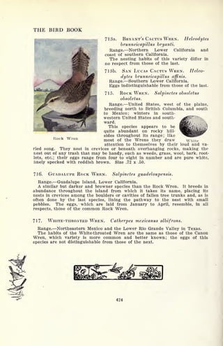 THE BIRD BOOK
71 3a. BRYANT'S CACTUS WREN. Heleodytes
brunneicapillus bryanti.
Range. Northern Lower California and
coast of southern California.
The nesting habits of this variety differ in
no respect from those of the last.
713b. SAN LUCAS CACTUS WREN. Heleo-
dytes brunneicapillus affinis.
Range. Southern Lower California.
Eggs indistinguishable from those of the last.
715. ROCK WREN. Salpinctes obsoletus
obsoletus.
Range. United States, west of the plains,
breeding north to British Columbia, and south
,___ll^^^____. to Mexico; winters in south-
t^glBBT^BBBIM^, western United States and south-
ward.
mrti$z This species appears to be ^KA.>-.->I
quite abundant on rocky hill-
sides throughout its range; like
most of the Wrens they draw White
attention to themselves by their loud and va-
ried song. They nest in crevices or beneath overhanging rocks, making the
nest out of any trash that may be handy, such as weeds, grass, wool, bark, root-
lets, etc.; their eggs range from four to eight in number and are pure white,
linely specked with reddish brown. Size .72 x .50.
Rock Wren
716. GUADALUPE ROCK WT
REN. Sdlpmctes guadeloupensis.
Range. Guadalupe Island, Lower California.
A similar but darker and browner species than the Rock Wren. It breeds in
abundance throughout the island from which it takes its name, placing its
nests in crevices among the boulders or cavities of fallen tree trunks and, as is
often done by the last species, lining the pathway to the nest with small
pebbles. The eggs, which are laid from January to April, resemble, in all
respects, those of the common Rock Wren.
717. WHITE-THROATED WREN. Catherpes mexicanus albifrons.
Range. Northeastern Mexico and the Lower Rio Grande Valley in Texas.
The habits of the White-throated Wren are the same as those of the Canon
Wren, which variety is more common and better known; the eggs of this
species are not distinguishable from those of the next.
424
 