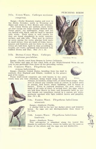 7l7a. CANON WREN. Catherpes mexicanus
conspersus.
Range. Rocky Mountain region and west to
the Sierra Nevadas; north to Wyoming and
Idaho and south to New Mexico and Arizona.
The Canon Wrens are uniform rusty brown
all over except the large sharply denned white
throat patch; the underparts, wings and tail
are barred with black, and the back is specked
with white. Their name is well chosen for
they are found abundantly in rocky canyons,
ravines, and side hills. They nest in crevices
or caves among the rocks, placing their nests
in small niches; they are made of twigs, leaves,
grasses and feathers, and the three to six eggs,
which are laid from April to June according to
locality, are white, sprinkled and blotched with
reddish brown and lilac. Size .72 x .52.
71 7b. DOTTED CANON WREN. Catherpes
mexicanus punctulatus.
PERCHING BIRDS
Carolina Wren
White
Range. Pacific coast from Oregon to Lower California.
The habits and eggs of this coast form of the White-throated Wren do not
vary in any particular from those of the preceding variety.
718. CAROLINA WREN. Thryothorus ludo-
vicianus ludovicianus.
Range. Eastern United States, breeding from the Gulf to
southern New England and Illinois; resident in the greater
part of its range.
These loud-voiced songsters are well known in the south
where they are very abundant, being found along banks of
streams, in thickets, along walls, or about brush heaps. They
^ nest in almost any suitable nook or corner, in hollow trees
& or stumps, bird boxes, about buildings, and in brush or
^ bushes. When in exposed positions, the nest, which is
1||
made of all sorts of trash, is arched over; the eggs, which
^gk
are laid from March to June, and frequently later, as sev-
1% eral broods are sometimes reared in a season, are white,
profusely specked with light reddish brown and purplish.
Size .74 x .60.
71 8a. FLORIDA WREN. Thryothorus ludovicianus
miamensis.
Range. Southern Florida.
A similar bird to the last but darker above and brighter
below. Its eggs are not distinguishable from those of
the last.
718b. LOMITA WREN.
lomitensis.
Thryothorus ludovicianus
717a 719a
Range. Southern Texas.
This sub-species is abundant along the Lower Rio
Grande in southern Texas, where its habits are the same as
those of the others and the eggs are not distinctive,
425
 