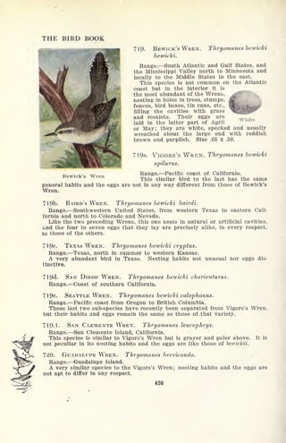 THE BIRD BOOK
719. BEWICK'S WREN. Thryomanes bewicki
bewicki.
Range. South Atlantic and Gulf States, and
the Mississippi Valley north to Minnesota and
locally to the Middle States in the east.
This species is not common on the Atlantic
coast but in the interior it is
the most abundant of the Wrens, ^~ .
nesting in holes in trees, stumps,
fences, bird boxes, tin cans, etc.,
filling the cavities with grass
and rootlets. Their eggs are
laid in the latter part of April
or May; they are white, specked and usually
wreathed about the large end with reddish
brown and purplish. Size .65 x .50.
719a. VIGORS's WREN. Thryomanes bewicki
spilurus.
Range. Pacific coast of California.
This similar bird to the last has the same
general habits and the eggs are not in any way different from those of Bewick's
Wren.
White
Bewick's Wren
719b. BAIRD'S WREN. Thryomanes bewicki bairdi.
Range. Southwestern United States, from western Texas to eastern Cali-
fornia and north to Colorado and Nevada.
Like the two preceding Wrens, this one nests in natural or artificial cavities,
and the four to seven eggs that they lay are precisely alike, in every respect,
to those of the others.
719c. TEXAS WREN. Thryomanes bewicki cryptus.
Range. Texas, north in summer to western Kansas.
A very abundant bird in Texas. Nesting habits not unusual nor eggs dis-
tinctive.
719d. SAN DIEGO WREN. Thryomanes bewicki charienturus.
Range. Coast of southern California.
719e. SEATTLE WREN. Thryomanes bewicki calophonus.
Range. Pacific coast from Oregon to British Columbia.
These last two sub-species have recently been separated from Vigors's Wren,
but their habits and eggs remain the same as those of .that variety.
719-1. SAN CLEMENTE WREN. Thryomanes leucophrys.
Range. San Clemente Island, California.
This species is similar to Vigors's Wren but is grayer and paler above,
not peculiar in its nesting habits and the eggs are like those of bcwickii.
It is
720. GUADALUPE WREN. Thryomanes brevicauda.
Range. Guadalupe Island.
A very similar species to the Vigors's Wren; nesting habits and the eggs are
not apt to differ in any respect.
426
 