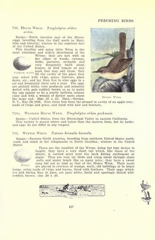 PERCHING BIRDS
721. HOUSE WREN.
aedon.
Troglodytes aedon.
Range. North America east of the Missis-
sippi, breeding from the Gulf north to Mani-
toba and Ontario; winters in the southern half
of the United States.
This familiar and noisy little Wren is the
most abundant and widely distributed of the
Wrens; they are met with on
the edges of woods, swamps,
fields, pastures, orchards and
very frequently build about
houses, in bird houses or any
nook that may suit them; they
fill the cavity of the place they
may select with twigs, grass, feathers, plant
down, etc., and lay from five to nine eggs in a
set and frequently three sets a year. The eggs
are pinkish white, very profusely and minutely
dotted with pale reddish brown so as to make
the egg appear to be a nearly uniform salmon
color and with a wreath of darker spots about
the large end. Size .65 x .52. Data. Gretna,
N. Y., May 29? 1896. Nest three feet from the ground in cavity of an apple tree;
made of twigs and grass, and lined with hair and feathers.
Pinkish white
House Wren
72 la. WESTERN HOUSE WREN. Troglodytes aedon parkmani.
Range. United States, from the Mississippi Valley to eastern California.
This variety is grayer above and below than the eastern form, but its habits
and eggs do not differ in any respect.
722. WINTER WREN. Nannus hiemalis hiemalis.
Range. Eastern North America, breeding from northern United States north-
ward, and south in the Alleghanies to North Carolina; winters in the United
States.
These are the smallest of the Wrens, being but four inches in
length; they have a very short tail which, like those of the
others, is carried erect over the back during excitement or
anger. They are very sly birds and creep about through stone
walls and under brush like so many mice; they have a sweet
song but not as loud as that of the House Wren. Their nests
are placed in crevices of stumps, walls, old buildings or in brush
heaps, oeing made of twigs and leaves, lined with feathers. Their eggs, which
are laid during May or June, are pure white, finely and sparingly dotted with
reddish brown; size .60 x .48.
427
 