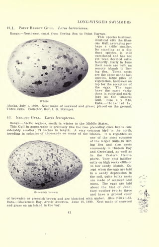 LONG-WINGED SWIMMERS
42.1. POINT BARROW GULL. Larus barrovianus.
Range. Northwest coast from Bering Sea to Point Barrow.
This species is almost
identical with the Glau-
cus Gull, averaging per-
.
*
^
"
. haps a trifle smaller.
* Its standing as a dis-
!CqB tinct species is still
-
Ite questioned and has not
41 yet been decided satis-
l|lf, t factorily. Early in June
their nests are built on
remote islands in Ber-
ing Sea. These nests
are the same as the last
species, large piles of
vegetation, hollowed on
top for the reception of
the eggs. The eggs
have the same varia-
tions in color and mark-
ings as the Glaucus
Gull. Size 3 x 2.10.
Data. Her sch el Is.,
Alaska, July 1, 1900. Nest made of seaweed and grass; placed on the ground.
Three eggs. Collector, Rev. I. O. Stringer.
White
43. ICELAND GULL. Larus leucopterus.
Range. Arctic regions, south in winter to the Middle States.
This Gull in appearance is precisely like the two preceding ones but is con-
siderably smaller; 24 inches in length. A very common bird in the north,
breeding in colonies of thousands on many of the islands. It is regarded as
one of the most common
-*^ ^r*s-^^ of the larger Gulls in Ber-
,> ^V- ing Sea and also nests
'-.^ commonly in Hudson Bay
.y'#*'
** -, and Greenland, as well as
'*
'
.
.-''*
^l% *-' *"'**''%
;
^ in the Eastern Hemis-
^ "AiJt
"'* -'i^ ," -
s
Wi phere. They nest indiffer-
ently on high rocky cliffs or
on low sandy islands. Ex-
3ept when the eggs are laid
in a sandy depression in
the soil, quite bulky nests
are made of seaweed and
moss. The eggs are laid
about the first of June;
Greenish brown thev numbei> tW
^
thl
i
ee
and have a ground color
of brownish or greenish brown and are blotched with umber. Size 2.80 x 1.83.
Data. Mackenzie Bay, Arctic America. June 18, 1899. Nest made of seaweed
and grass on an island in the bay.
41
 