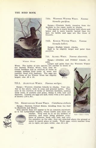 THE BIRD BOOK
722a. WESTERN WINTER WREN.
hiemalis pacificus.
Nannus
theRange. Western North America from
Rockies to the coast, north to Alaska.
This species is much browner both above and
below and is more heavily barred than the
last; its habits and eggs are like those of
hiemalis.
722b. KADIAK WINTER WREN.
hiemalis helleri.
Nannus
Range. Kadiak Island, Alaska.
Said to be slightly larger and paler than
pacificus.
723. ALASKA WREN. Nannus alascensis.
Range. Aleutian and Pribilof Islands, Al-
Winter Wren aska.
Larger and paler than the Western Winter
Wren. The habits of this species are similar to those of
the eastern Winter Wren; they nest be-
tween boulders and in crevices of rocks or
stumps, making their nesfs of moss and
rootlets, lined with feathers. The eggs are
like those of the Winter Wren but slightly
larger; size .65 x .51. White
723.1. ALEUTIAN WREN. Nannus meliger.
Range. Western Aleutian Islands to Alaska. Very sim-
ilar to the above, both in song and general habits. They
nest in the crevices of rocks or between boulders, making
their nests of rootlets and grass, lining it with hair and
feathers. Usually six eggs are laid, white with a few specks
of brown (.58x.46).
724. SHORT-BILLED MARSH WREN. Cistothorus stellaris
Range. Eastern United States, breeding from the Gulf
to Manitoba and Maine.
This species does not appear to be as common anywhere
as is the Long-billed variety, whose habits and nests are
similar. They nest in or on the borders of
marshes, and nests being globular struc-
tures of grasses, lined with hair, and with
j
the entrance on the side; they are attached above the ground or
water in marsh grass or reeds. Their eggs, which number from
six to eight, are pure white; size .64 x .48.
428
623 723.1 725a
 