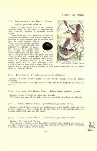 PERCHING BIBDS
725. LONG-BILLED MARSH WREN. Telma-
todytes palustris palustris.
Range. United States east of the Rockies,
breeding from the Gulf north to Manitoba and
New England; winters in southern United
States.
These birds are very abundant in suitable
localities throughout their range, breeding in
colonies in large marshes and in smaller num
bers in small marshy places.
Their nests are similar to those
of the last, being globular and
attached to cat-tails or reeds;
the entrance is a small round
hole in the side of the rush-
woven structures and the inter-
ior is neatly finished with fine grass and hair.
They lay from five to eight eggs of a pale choc-
olate color, dotted and spotted with darker
shades of the same; size .64 x .45. Data.
Delray, Mich., May 27, 1900. Six eggs. Nest
a ball of woven flags and grasses, lined with
cat-tail down, and attached to rushes in salt marsh over two feet of water.
Collector, Geo. W. Morse.
Pale brown
Short-billed Marsh Wren
Long-billed Marsh Wren
TULE WREN. Telmatodytes palustris paludicola.
Range. Western United States on the Pacific coast; north to British
Columbia.
The nesting habits and eggs of these birds are in all respects like those of
the last.
725b. WORTHINGTON'S MARSH WREN. Telmatodytes palustris griseus,
Range. Coast of South Carolina and Georgia.
The habits and eggs of this paler form are identical with those of palustri*.
72oc. WESTERN MARSH WREN. Telmatodytes palustris plesius.
Range. United States west of the Rockies, except the Pacific coast; north to
British Columbia. This variety is like the Tule Wren but slightly paler; its
nesting habits and eggs are the same.
725.1. MARIAN'S MARSH WREN. Telmatodytes palustris mariance.
Range. West coast of Florida.
This species is similar to the Long-billed variety but is darker and more bar-
red above and below. Its nests and eggs will not be found to differ materially
from those of. the others of this genus.
429
 