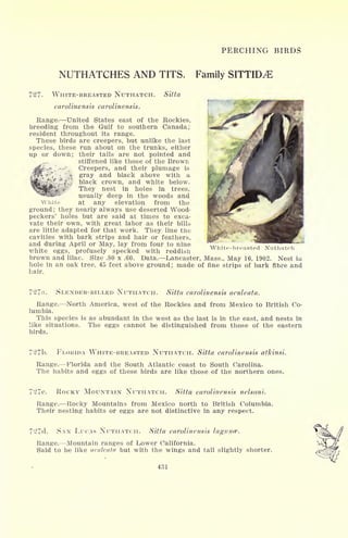 PERCHING BIRDS
NUTHATCHES AND TITS. Family SITTID^E
727- WHITE-BREASTED NUTHATCH.
carolinensis carolinensis.
Sitta
Range. United States east of the Rockies,
breeding from the Gulf to southern Canada;
resident throughout its range.
These birds are creepers, but unlike the last
species, these run about on the trunks, either
up or down; their tails are not pointed and
stiffened like those of the Brown
Creepers, and their plumage is
gray and black above with a
black crown, and white below.
They nest in holes in trees,
usually deep in the woods and
at any elevation from the
ground; they nearly always use deserted Wood-
peckers' holes but are said at times to exca-
vate their own, with great labor as their bills
are little adapted for that work. They, line the
cavities with bark strips and hair or feathers,
and during April or May, lay from four to nine
white eggs, profusely specked with reddish
brown and lilac. Size .80 x .60. Data. Lancaster, Mass., May 16, 1902. Nest in
hole in an oak tree, 45 feet above ground; made of fine strips of bark fibre and
hair.
White
White-breasted Nuthatch
SLENDER-BILLED NUTHATCH. Sitta carolinensis aculeata.
Range. North America, west of the Rockies and from Mexico to British Co-
lumbia.
This species is as abundant in the west as the last is in the east, and nests in
like situations. The eggs cannot be distinguished from those of the eastern
birds.
727b. FLORIDA WHITE-BREASTED NUTHATCH. Sitta carolinensis atkinsi.
Range. Florida and the South Atlantic coast to South Carolina-
The habits and eggs of these birds are like those of the northern ones.
727c. ROCKY MOUNTAIN NUTHATCH. Sitta carolinensis nelsoni.
Range. Rocky Mountains from Mexico north to British Columbia.
Their nesting habits or eggs are not distinctive in any respect.
727d. SAN LUCAS NUTHATCH. Sitta carolinensis lagunce.
Range. Mountain ranges of Lower California.
Said to be like aculeata but with the wings and tail slightly shorter.
431
 